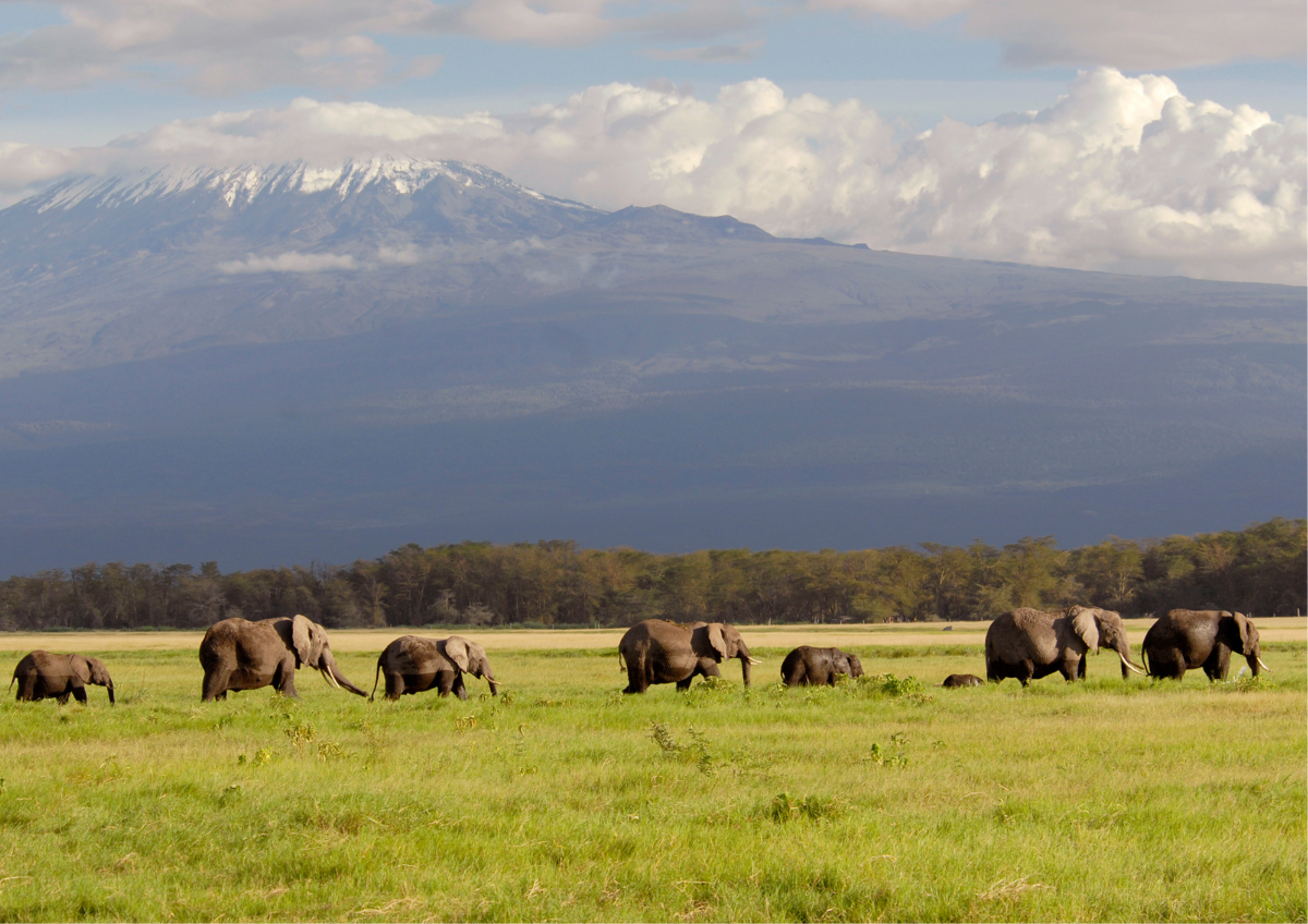 5 days Amboseli,Lake Naivasha and Masai mara