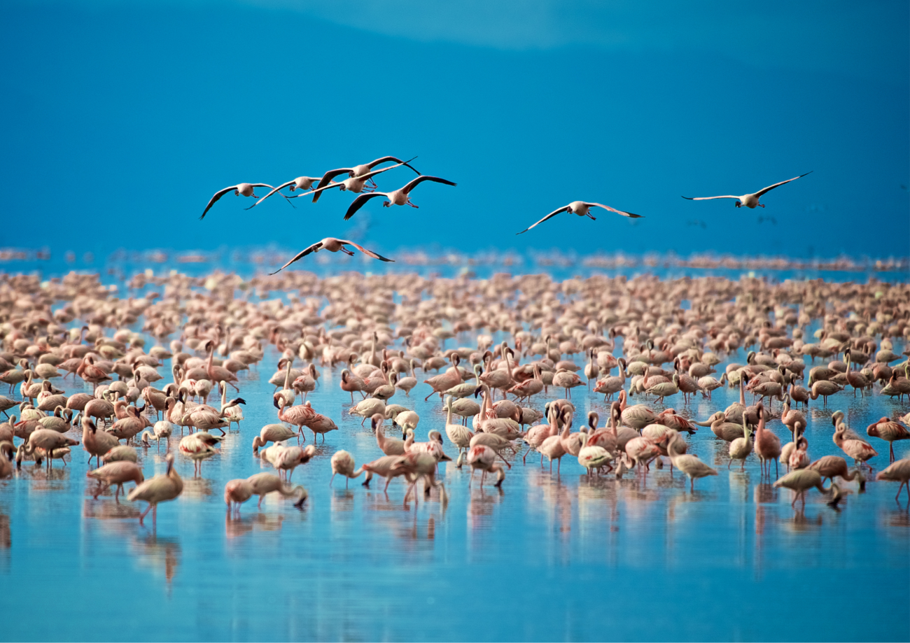 Two Days, Two Lakes(Lake Nakuru & Lake Naivasha) Endless Safari Magic